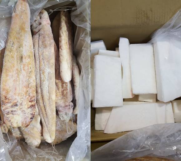 왼쪽은 상어 내장 밀수품 사진, 오른쪽은 개복치 정상 물품 사진. (사진제공=부산세관)