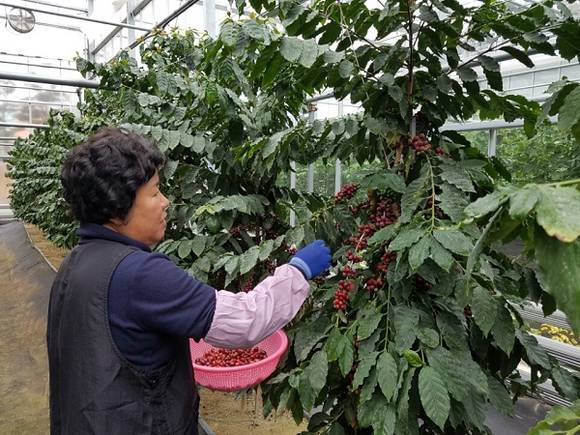 경남 고성군에서 아라비카 커피를 수확하고 있다. (사진제공=고성군)