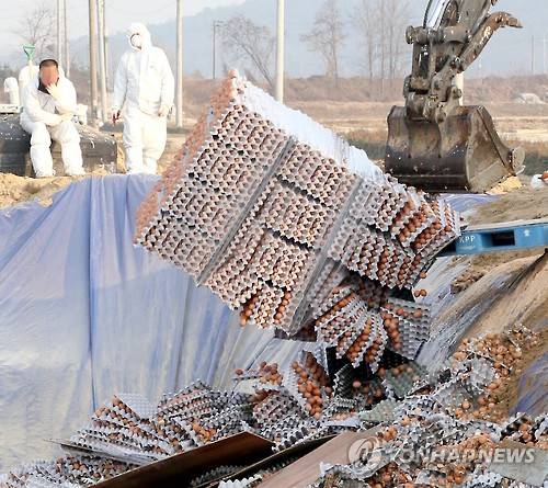 AI 사태로 매몰되는 계란. (사진=연합뉴스)