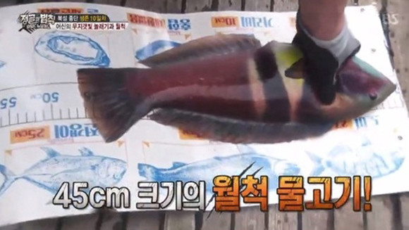 뉴질랜드 당국이 한국어로 인쇄해 공급하는 '물고기 크기 판정 그림 줄자'. 뉴질랜드 어린 물고기는 보호받고, 한국 어린 물고기는 낚시꾼으로부터 보호 못 받는데, 아무 문제 없나? (SBS 화면 캡처)