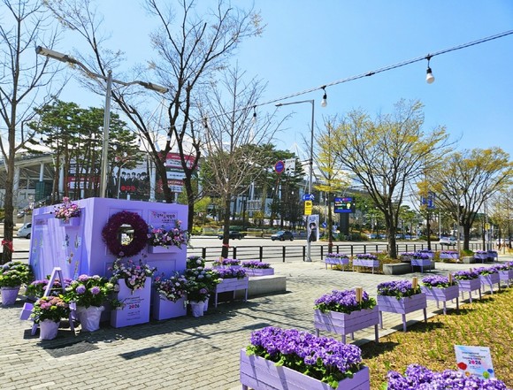 고양국제박람회재단이 꽃박람회 홍보를 위해 일산서구청 앞에 보랏빛 화훼 포토존을 설치했다.