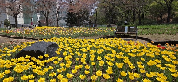 튤립이 핀 직동근린공원에 파라솔과 쉼터 공간이 조성된 모습.