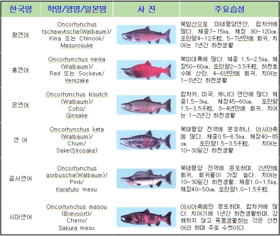 연어의 종류